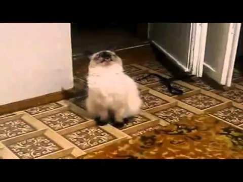 videos asombrosos
