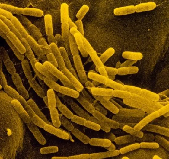 El genoma humano contiene genes donados por microbios