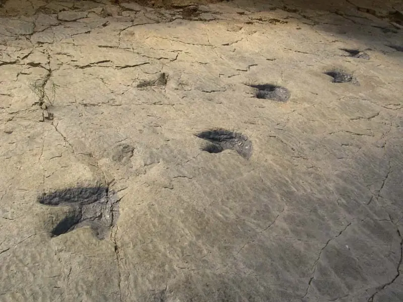 30 Curiosidades sobre los dinosaurios