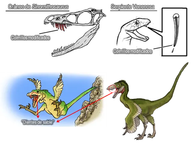30 Curiosidades sobre los dinosaurios