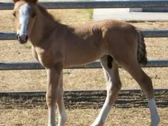 Fotocopiadora de genes para elegir el sexo de los caballos