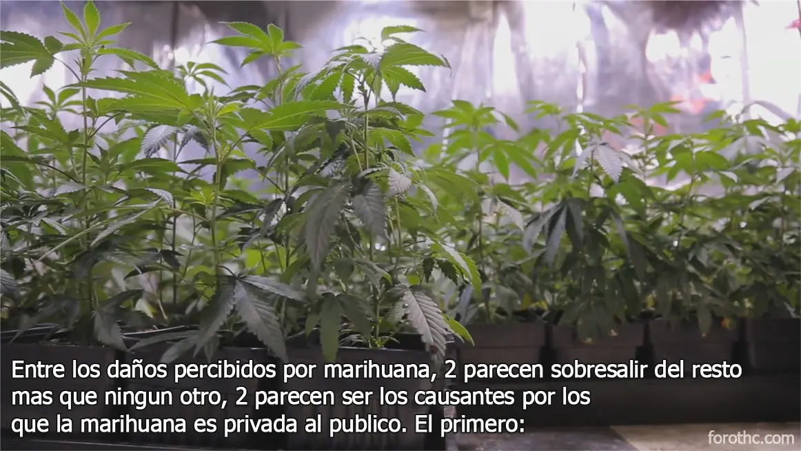 marihuana