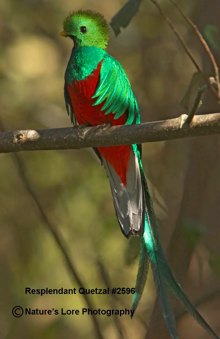 El Quetzal, una de las aves mas hermosas del mundo