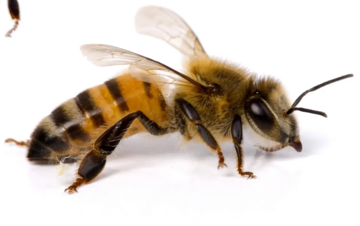 Las 10 picaduras más dolorosas de algunos insectos