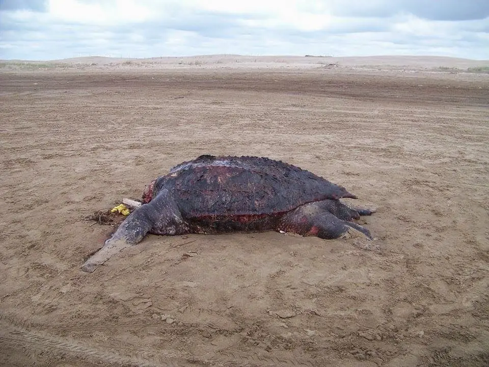 pescados