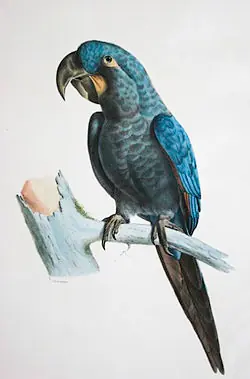 guacamayo azul