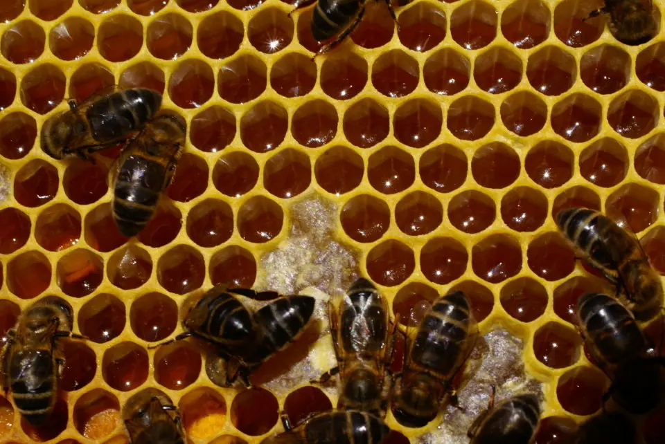 Las 10 picaduras más dolorosas de algunos insectos