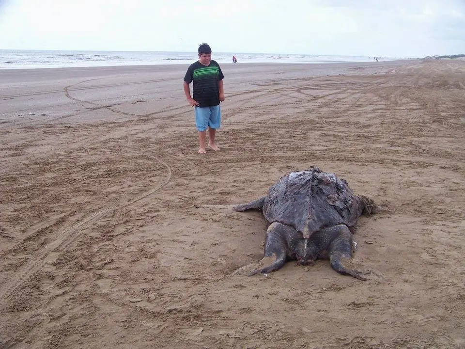 La Costa, miles de peces muertos en la orilla