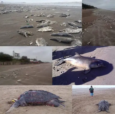 La Costa, miles de peces muertos en la orilla