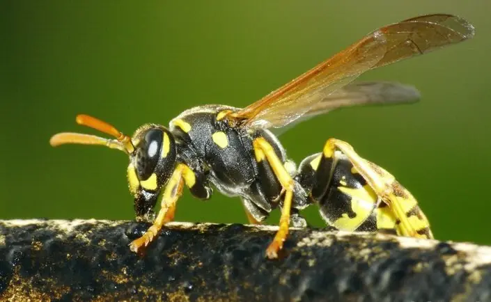 algunos