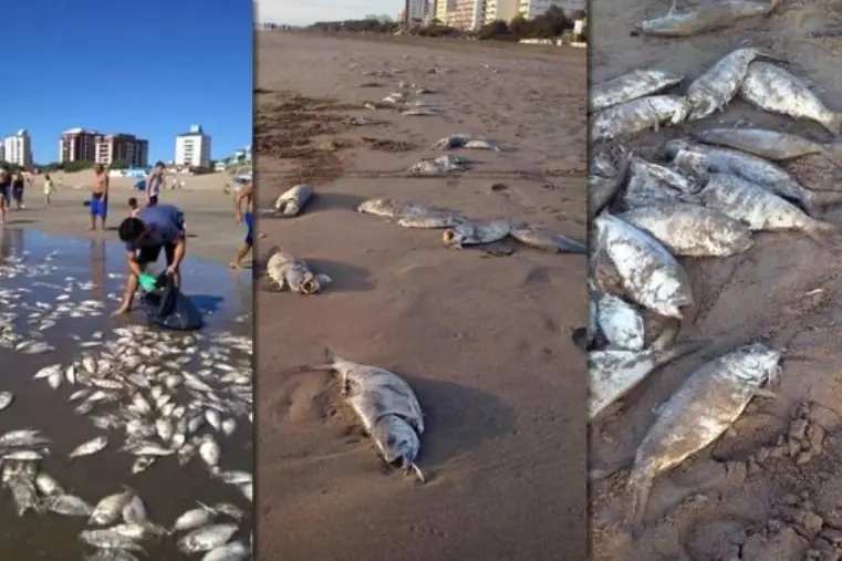 pescados