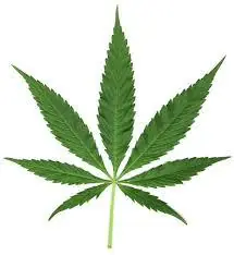 marihuana