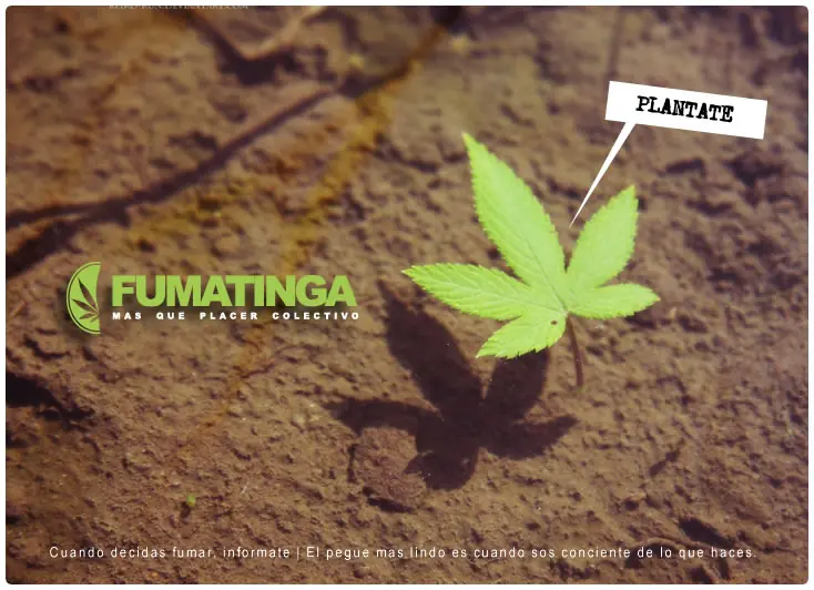 Marihuana; sexo hembra, macho y hermafrodita aspecto