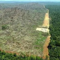 ¡En 25 años Argentina queda sin bosques!