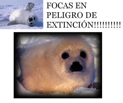 :p nose jeje