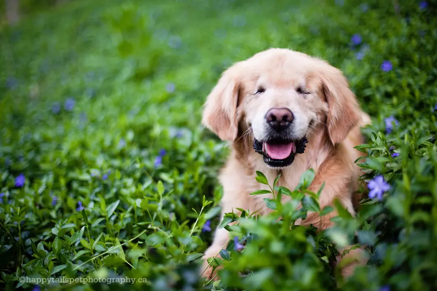 Golden retriever nació sin ojos trae alegría a otros
