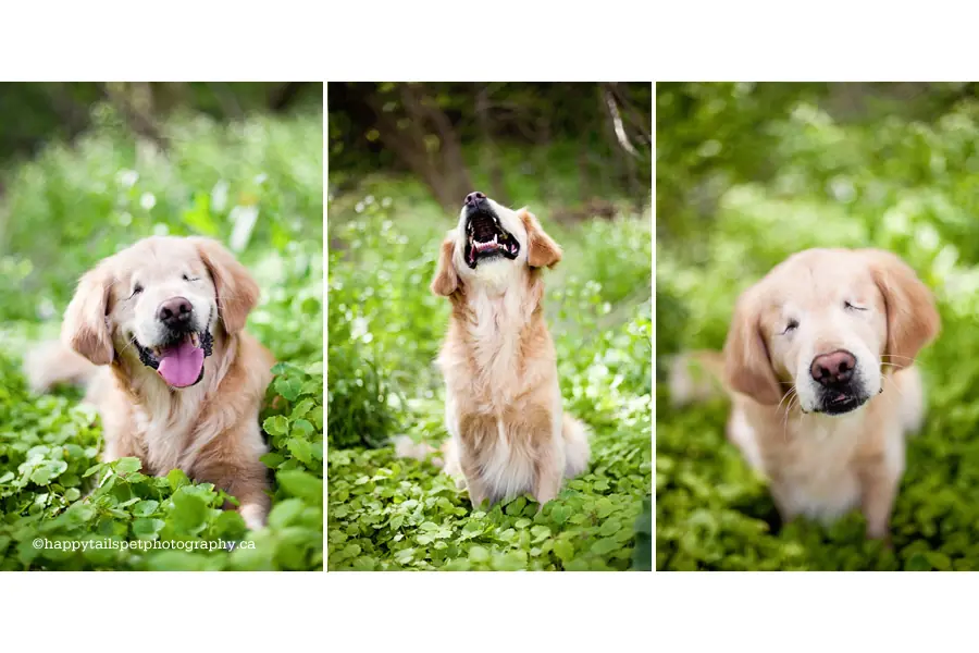 perro sin ojos