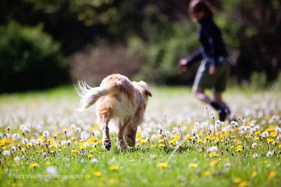 golden retriever