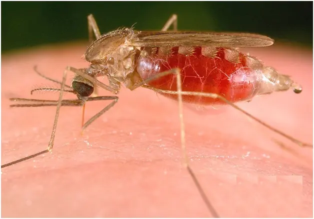 Paludismo (Malaria)