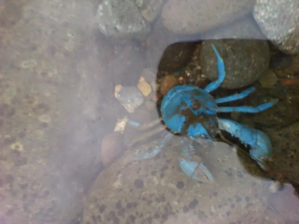 Hallazgo de Cangrejo Azul (Aegla septentrionalis) Hallazgo de Cangrejo Azul (Aegla septentrionalis)