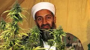 20 Curiosidades de la Marihuana,Enterate!
