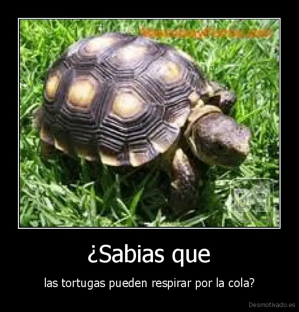 Imágenes que me otorgaran 10 puntos entra lince...