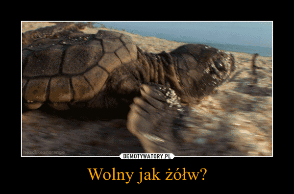 gifs