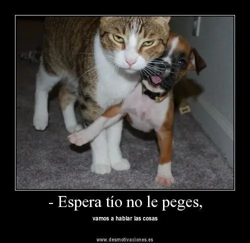 humor humor