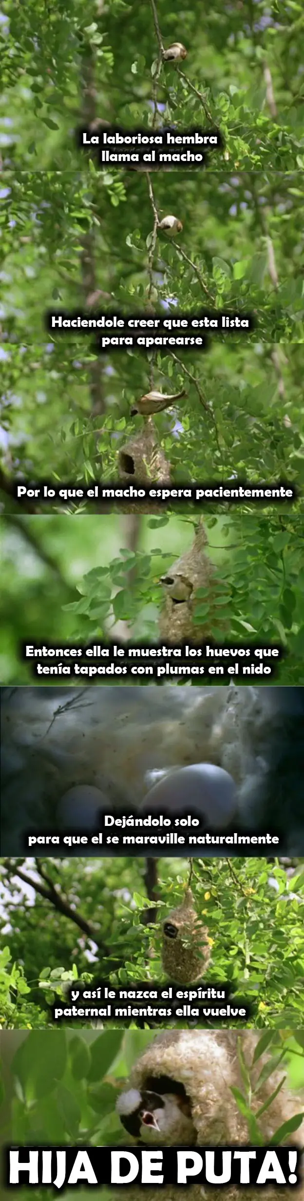 taringa taringa