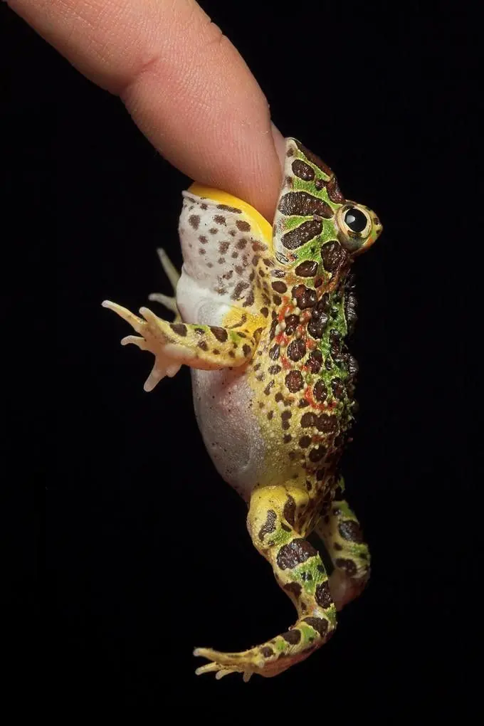 Tonterias Tonterias