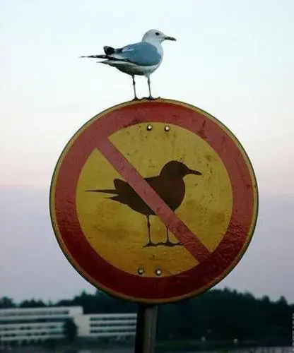 humor humor