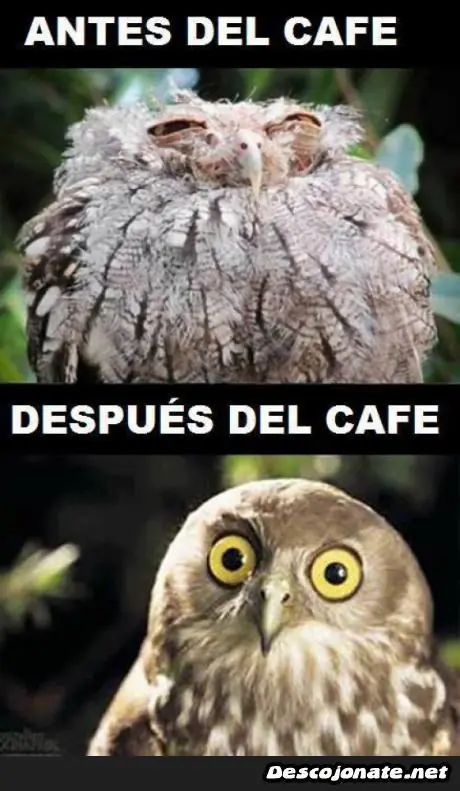 Tonterias Tonterias