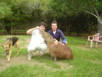 Carpincho: el roedor más grande del mundo