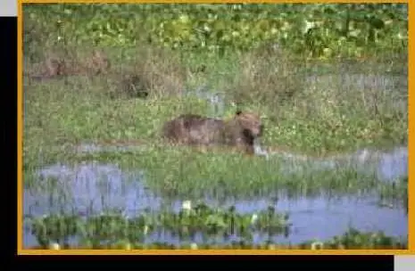 hydrochoerus hydrochaeris