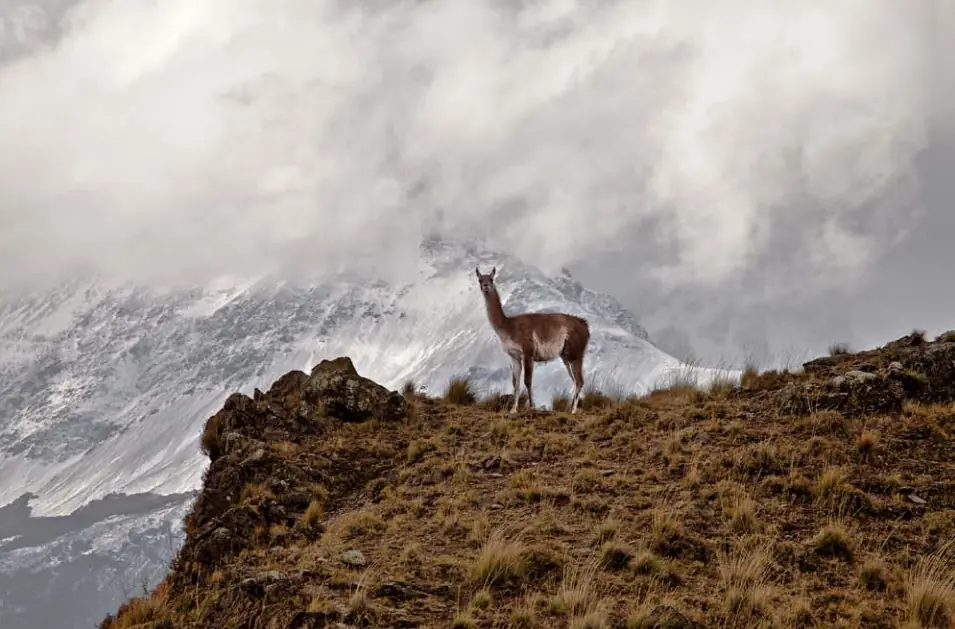 chile