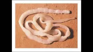 elimina toxinas