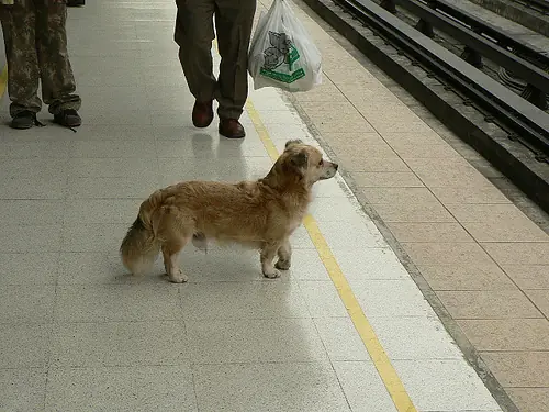 perros