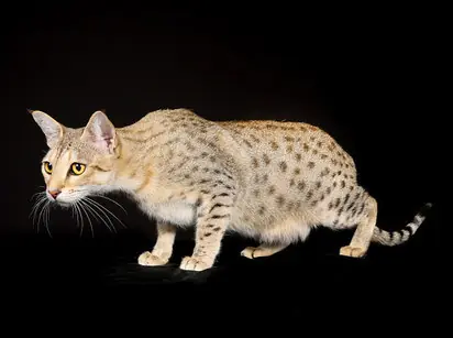 RAZAS DE GATOS