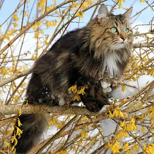 OMG 6 extrañas razas de gatos