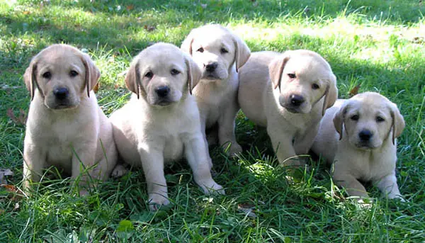 perros