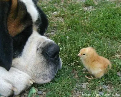 perros