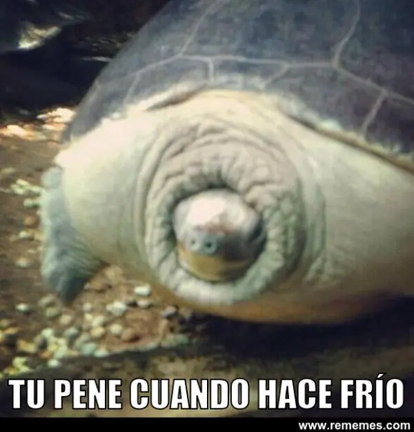 frio