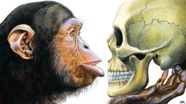 evolucion