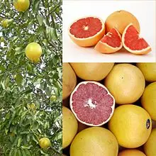 El Pomelo: beneficios del consumo