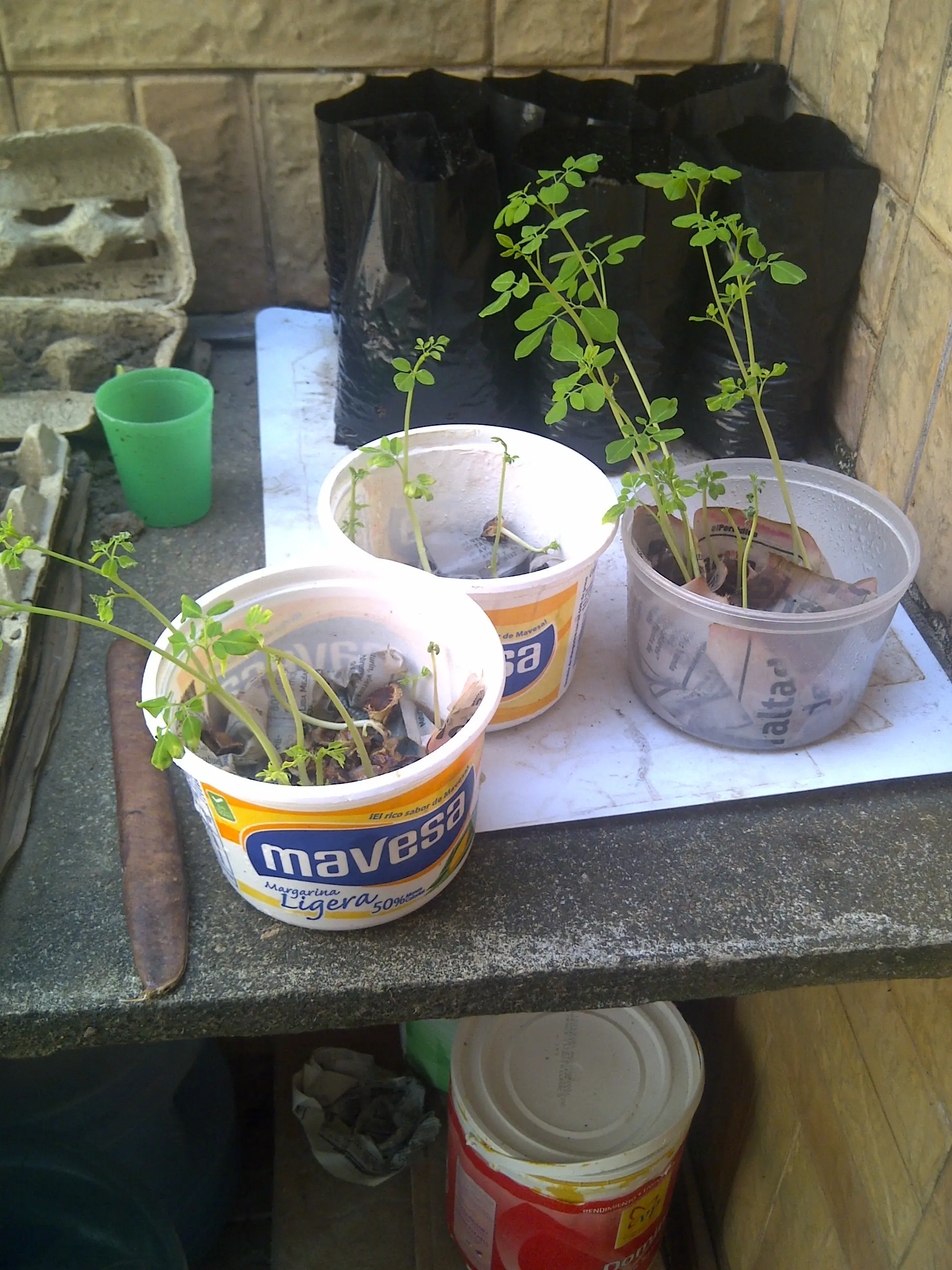 Moringa Oleífera (el árbol de la vida) (primer post).