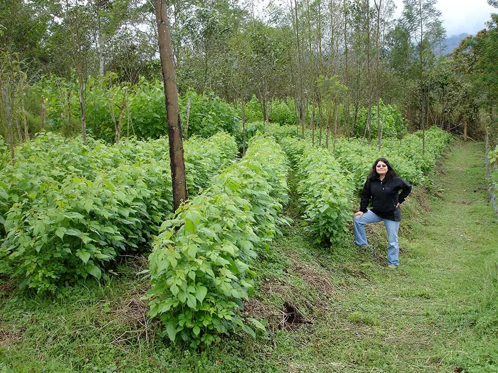 moringa oleifera