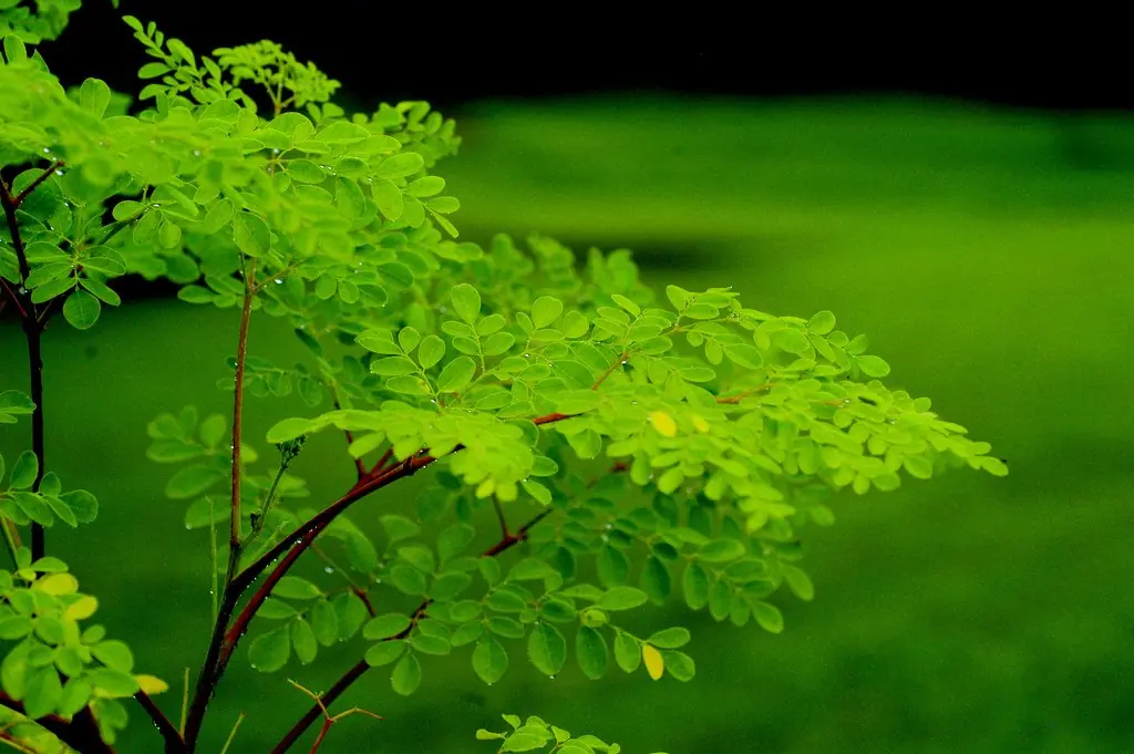 Moringa Oleífera (el árbol de la vida) (primer post).
