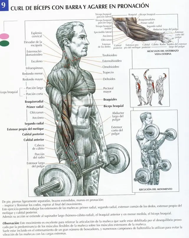 Construye brazos de acero, ejercicios para biceps