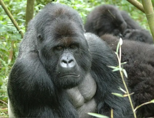 El origen del VIH se encuentra en los gorilas