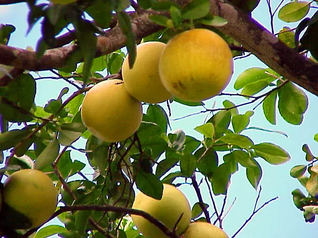 vitamina c vitamina c